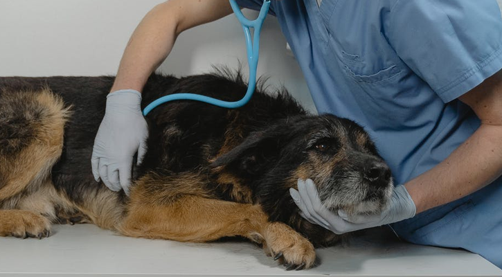 dog vaccination centre in Encino