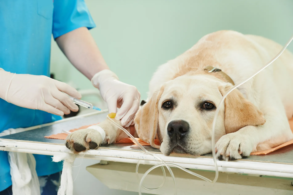 dog vaccination clinic near me