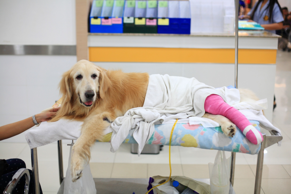 veterinary hospital in Encino
