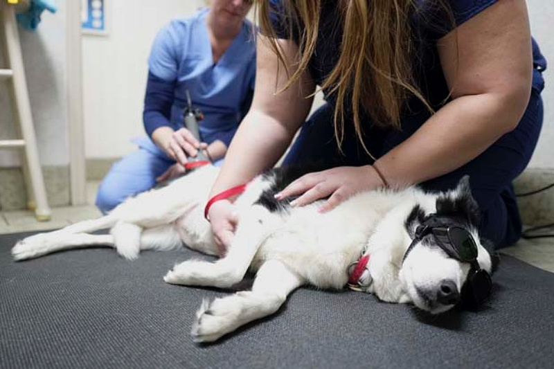 A Complete Dog Vaccinations Guide for Pet Owners