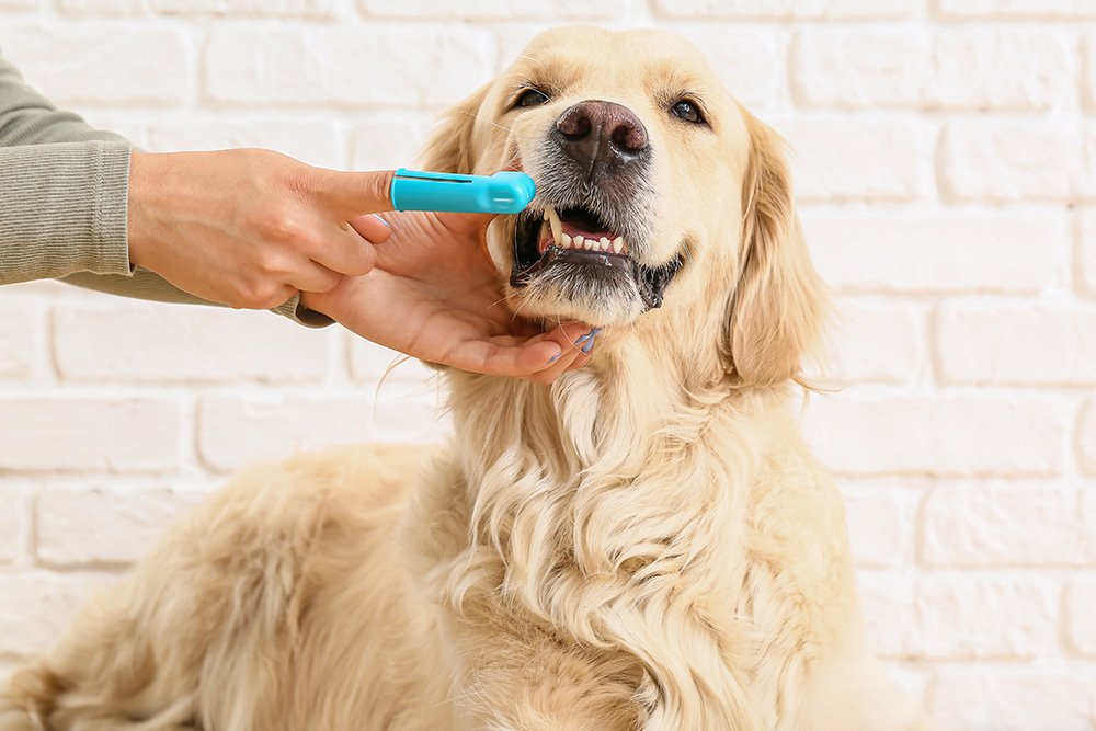 Good-Dental-Care