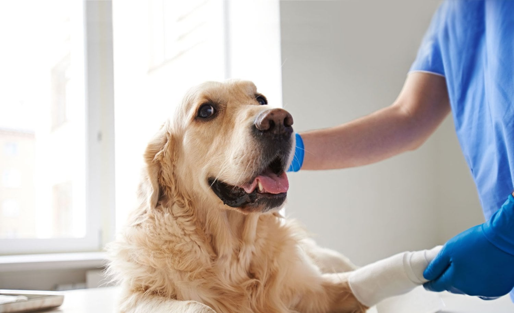 Dog dental care